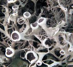 Attēlu rezultāti vaicājumam “Anaptychia ciliaris”