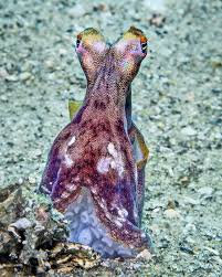 Image result for Octopus vulgaris
