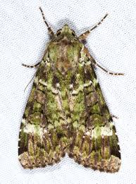 Attēlu rezultāti vaicājumam “Anaplectoides prasina”