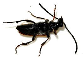 Attēlu rezultāti vaicājumam “Pseudovadonia livida”