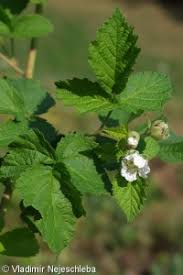 Attēlu rezultāti vaicājumam “Rubus caesius”
