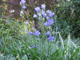 Image result for Campanula persicifolia