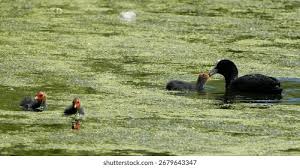 Attēlu rezultāti vaicājumam “Fulica atra adult”