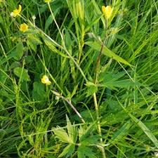 Attēlu rezultāti vaicājumam “Ranunculus bulbosus flower”