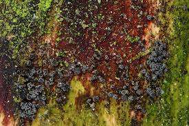 Attēlu rezultāti vaicājumam “Hyphodiscus hymeniophilus”