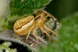 Attēlu rezultāti vaicājumam “Xysticus ulmi adult”