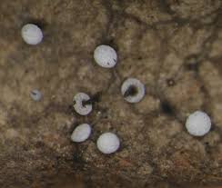 Attēlu rezultāti vaicājumam “Didymium clavus stalked”