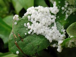 Attēlu rezultāti vaicājumam “Physarum daamsii”