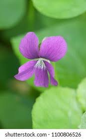 Attēlu rezultāti vaicājumam “Viola palustris”