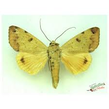 Attēlu rezultāti vaicājumam “Atolmis rubricollis”