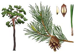 Attēlu rezultāti vaicājumam “Pinus sylvestris leaf”