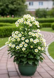 Attēlu rezultāti vaicājumam “Anemone x lipsiensis leaf”