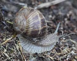 Attēlu rezultāti vaicājumam “Helix pomatia”