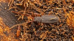 Attēlu rezultāti vaicājumam “Silvanidae”