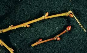 Attēlu rezultāti vaicājumam “Tilia cordata bud”