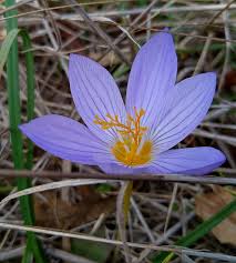 Attēlu rezultāti vaicājumam “Crocus speciosus”