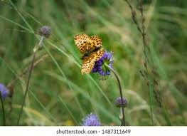 Attēlu rezultāti vaicājumam “Boloria titania underside”
