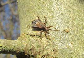 Attēlu rezultāti vaicājumam “Himacerus apterus”