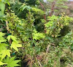 Attēlu rezultāti vaicājumam “Acer pseudoplatanus fo. purpurascens leaf”
