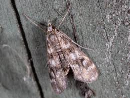 Attēlu rezultāti vaicājumam “Crambidae”