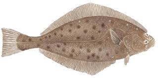 Image result for Hippoglossus hippoglossus