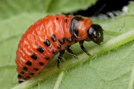 Attēlu rezultāti vaicājumam “Leptinotarsa decemlineata”