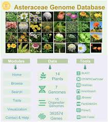 Attēlu rezultāti vaicājumam “Asteraceae”