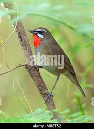 Image result for Luscinia calliope