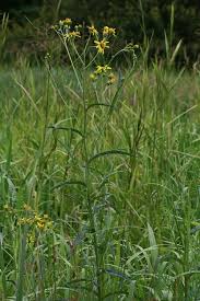 Attēlu rezultāti vaicājumam “Jacobaea paludosa”