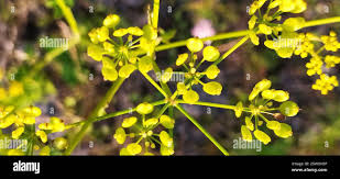 Attēlu rezultāti vaicājumam “Pastinaca sativa subsp. sylvestris leaf”