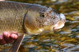 Image result for Moxostoma carinatum