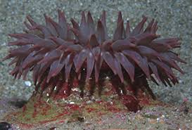 Attēlu rezultāti vaicājumam “Tranzschelia anemones”