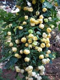 Afbeeldingsresultaat voor white habanero hot pepper