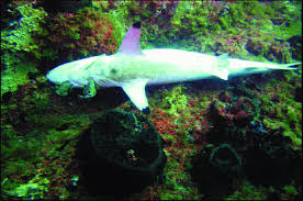 Image result for Carcharhinus brevipinna