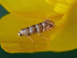 Attēlu rezultāti vaicājumam “Phyllonorycter nicellii”