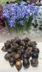 Attēlu rezultāti vaicājumam “Scilla siberica bud”