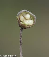Attēlu rezultāti vaicājumam “Viola collina flower”