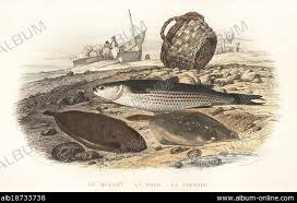 Image result for Limanda limanda