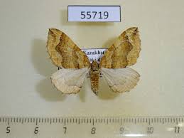 Attēlu rezultāti vaicājumam “Pelurga comitata”