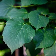 Attēlu rezultāti vaicājumam “Tilia americana”