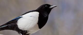 Attēlu rezultāti vaicājumam “Pica pica”