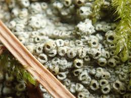 Attēlu rezultāti vaicājumam “Thelotrema lepadinum”