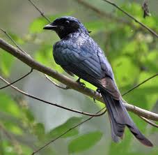 Attēlu rezultāti vaicājumam “Passeriformes”