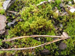 Attēlu rezultāti vaicājumam “Bryum rubens”