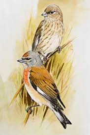 Attēlu rezultāti vaicājumam “Carduelis cannabina male”