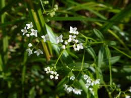 Attēlu rezultāti vaicājumam “Galium elongatum”