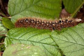 Attēlu rezultāti vaicājumam “Lasiocampa quercus imago”