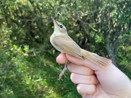 Image result for Acrocephalus agricola