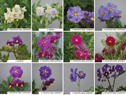 Attēlu rezultāti vaicājumam “Solanum tuberosum flower”