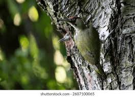 Attēlu rezultāti vaicājumam “Picus viridis nest”
